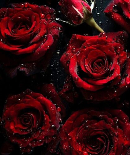 screenshot ٢٠٢٥١١١٦ ٠٦٥٧٣٥ gallery