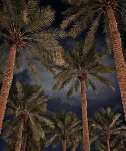 screenshot٢٠٢٥١١١٥٠٧٢١٥٦gallery