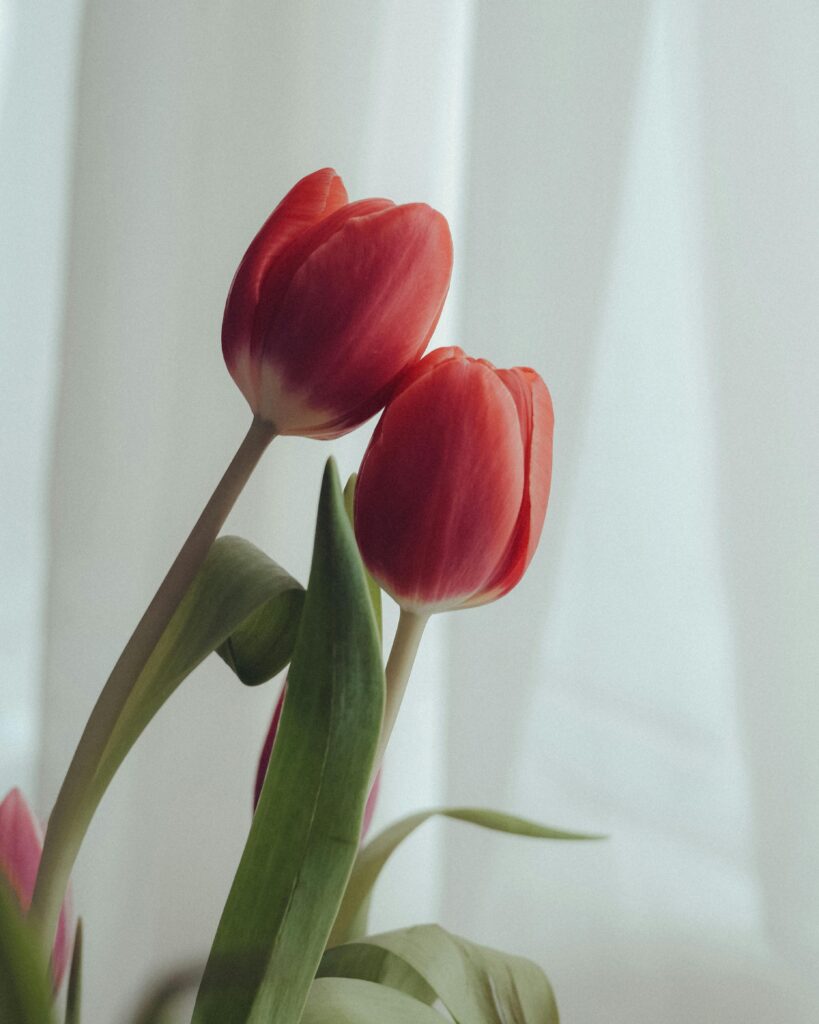 pexels anh nguyen 517648218 20242800