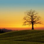 pexels jplenio 1102909