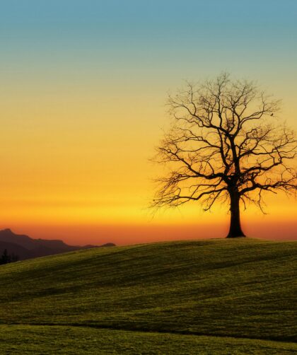 pexels jplenio 1102909