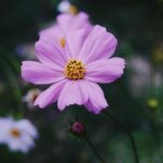 pexels subhasishbaidya 9985616