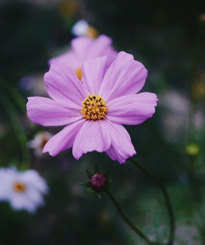 pexels subhasishbaidya 9985616