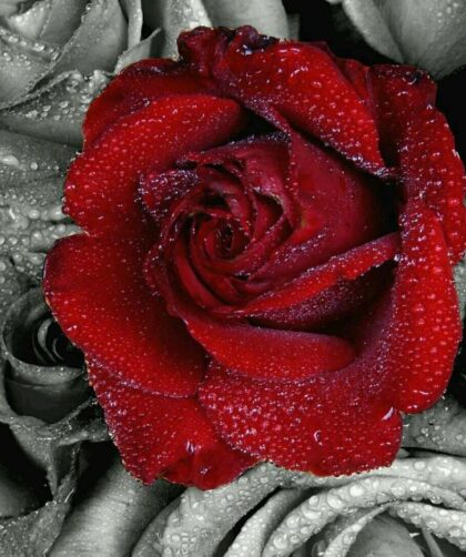 ٢٠٢٥١١١٧ ٠٣٢٧٢١