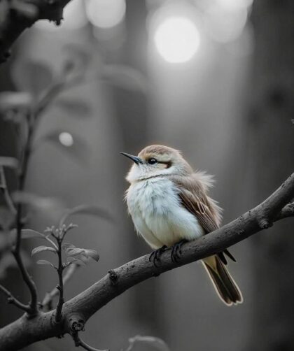 img 20260131 033349 583