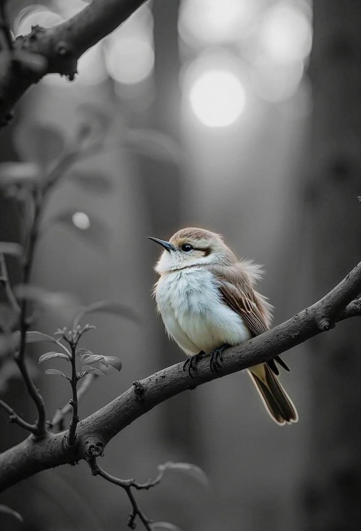 img 20260131 033349 583